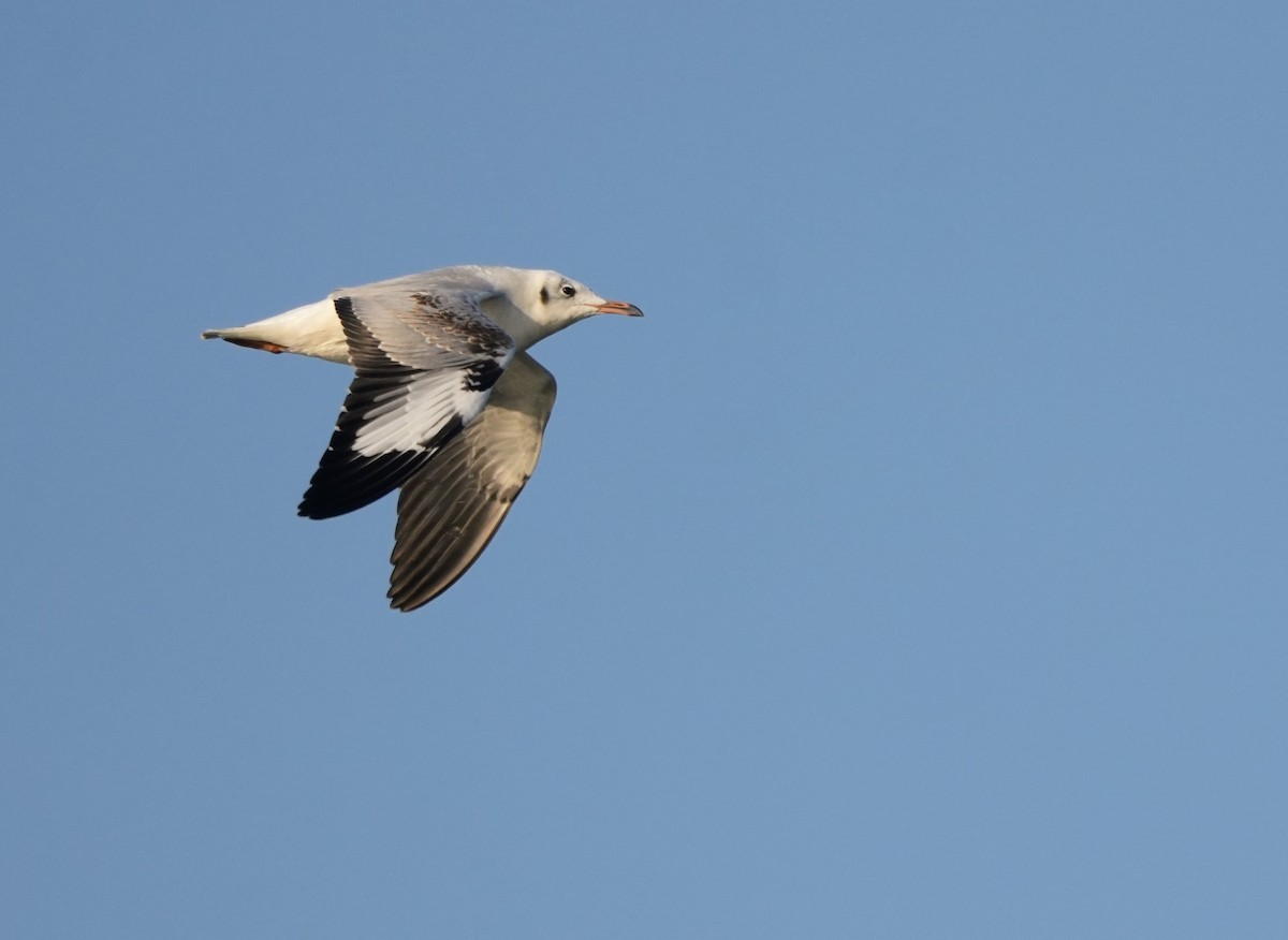 Brown-headed Gull - ML646682263