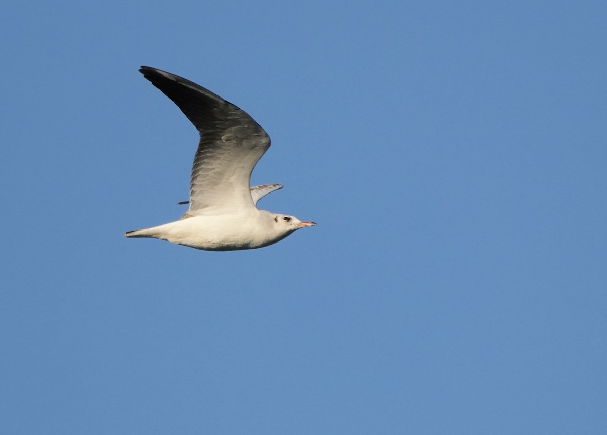 Brown-headed Gull - ML646682264