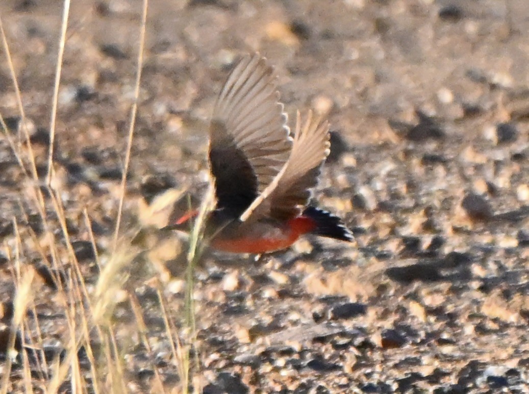 Crimson Chat - ML646682266