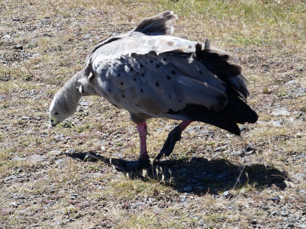 Cape Barren Goose - ML646682267
