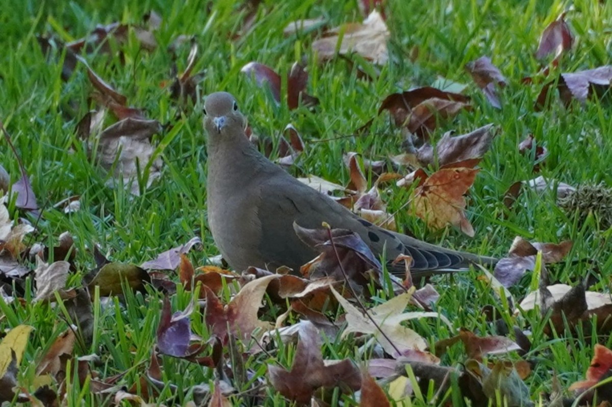 Mourning Dove - ML646682268