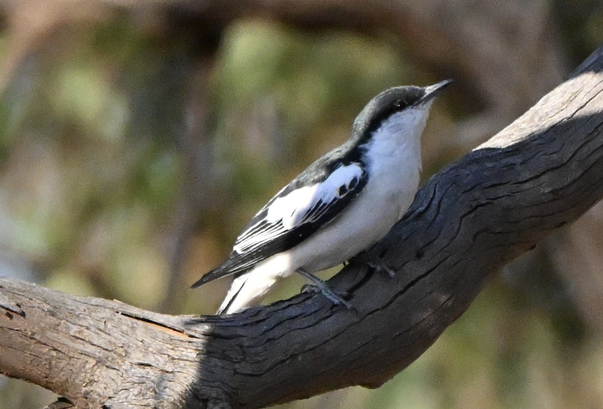 White-winged Triller - ML646682269