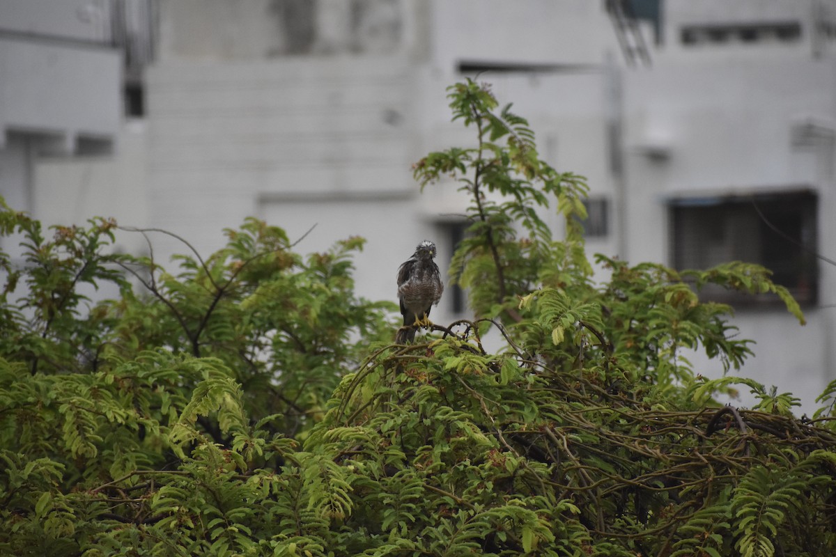 Shikra - ML646682270