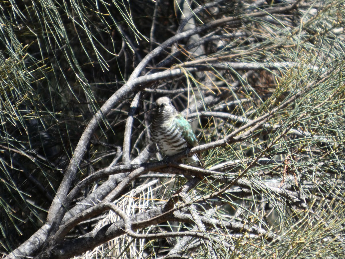 Shining Bronze-Cuckoo - ML646682271