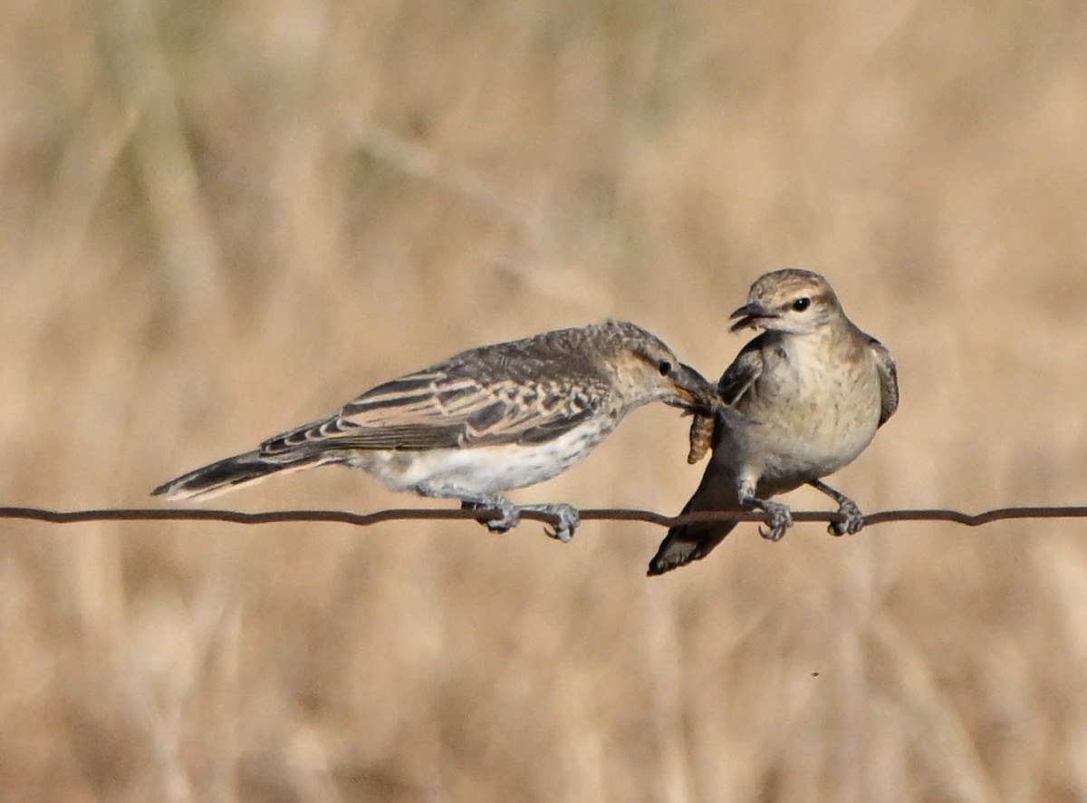 White-winged Triller - ML646682272