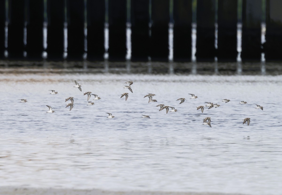 peep sp. - ML646682273