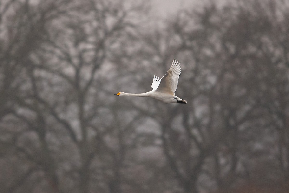 Whooper Swan - ML646682274