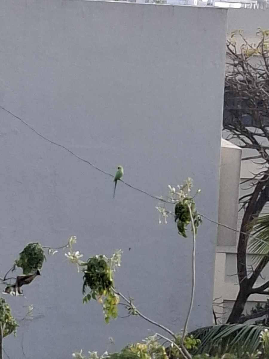 紅領綠鸚鵡 - ML646682276