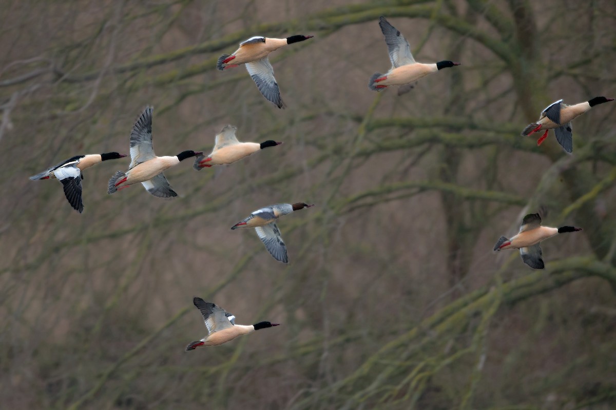 Grand Harle - ML646682277