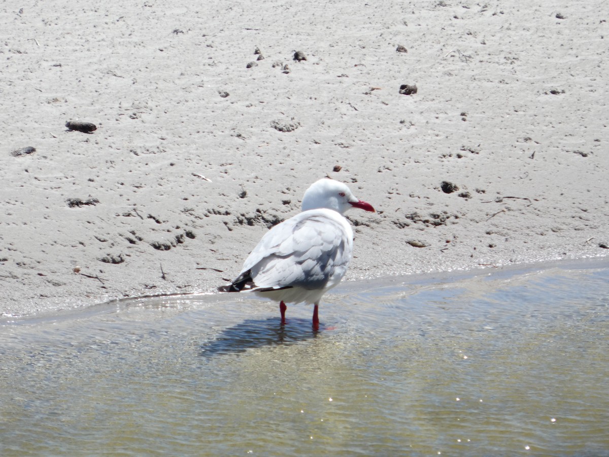 Silver Gull - ML646682278