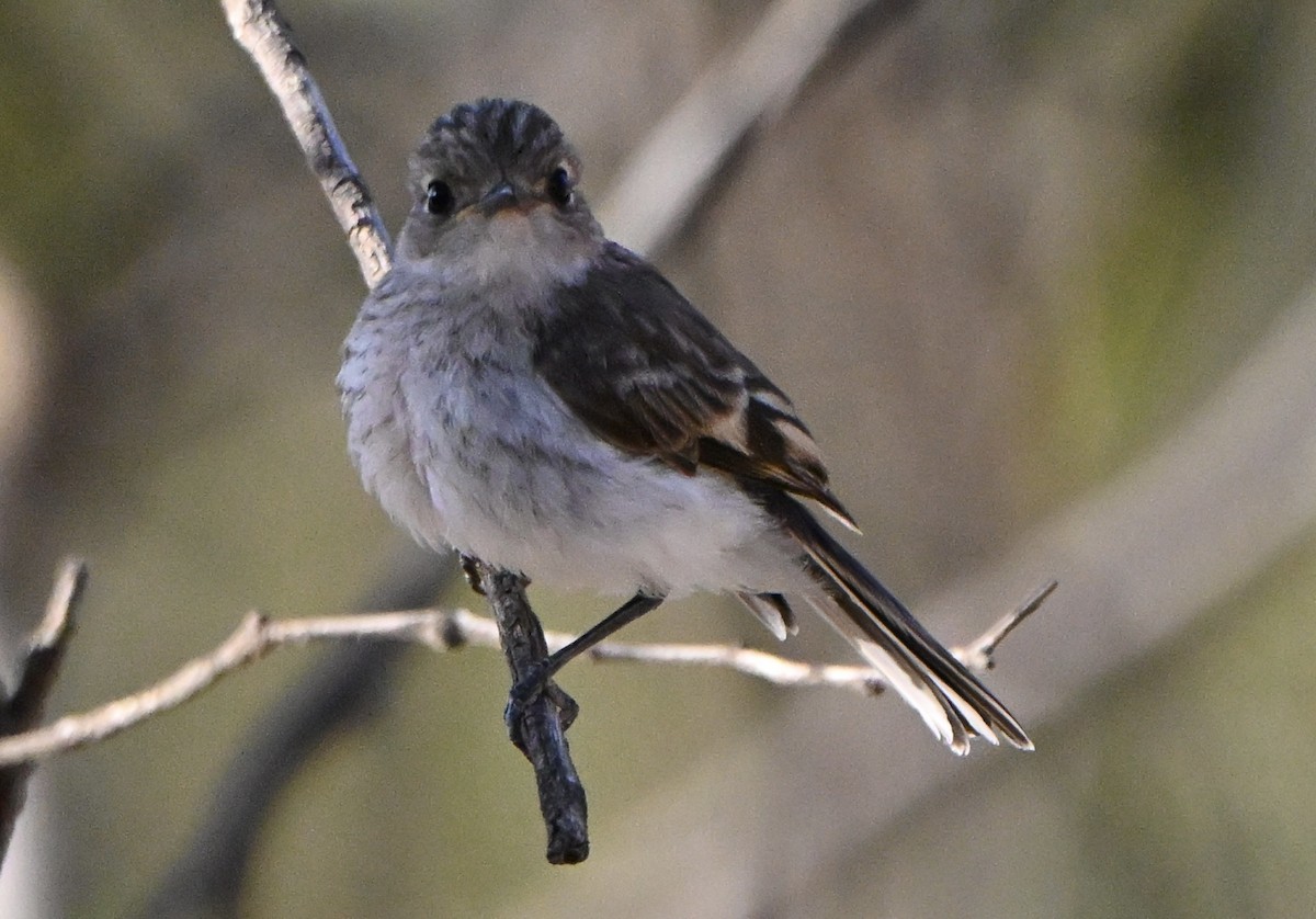 Red-capped Robin - ML646682279