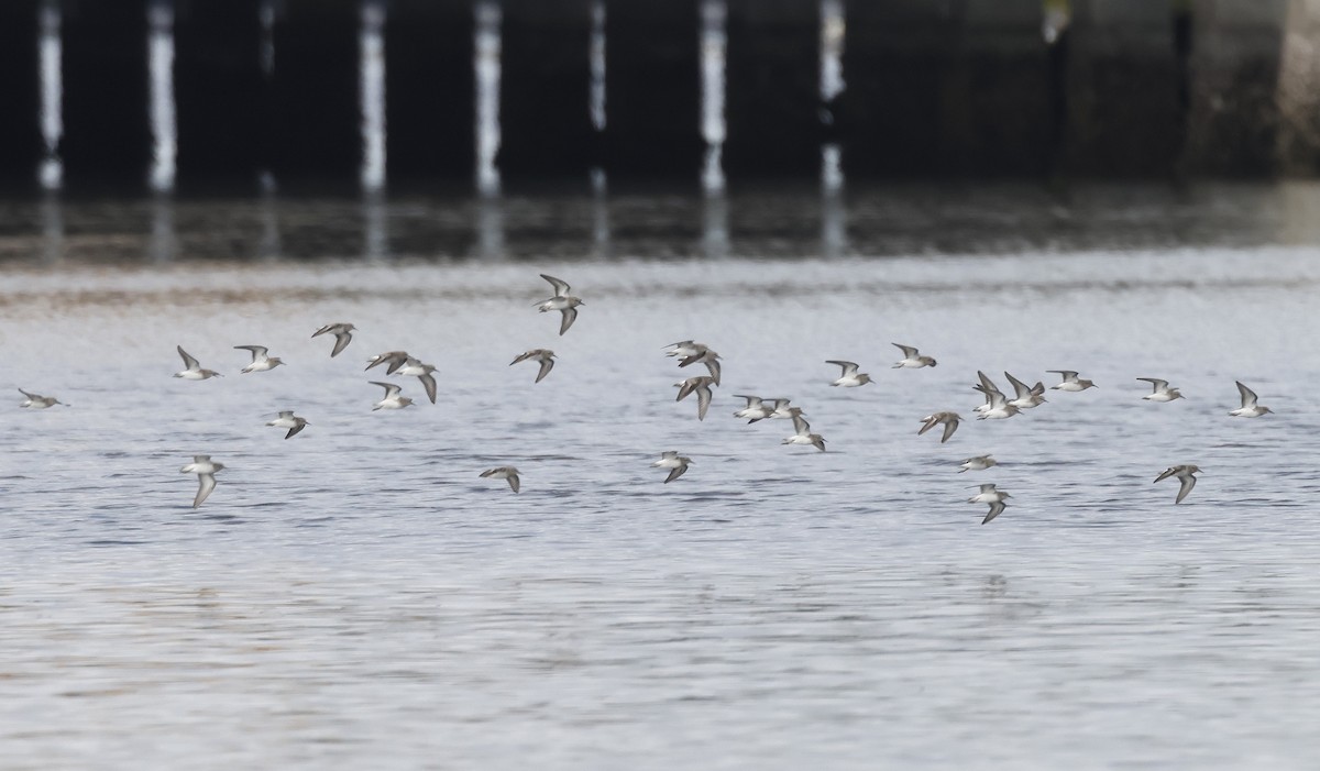 Txirri nanoa - ML646682280