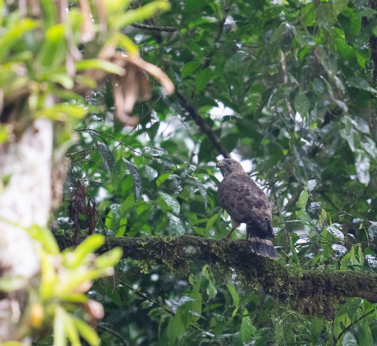 Broad-winged Hawk - ML646682282