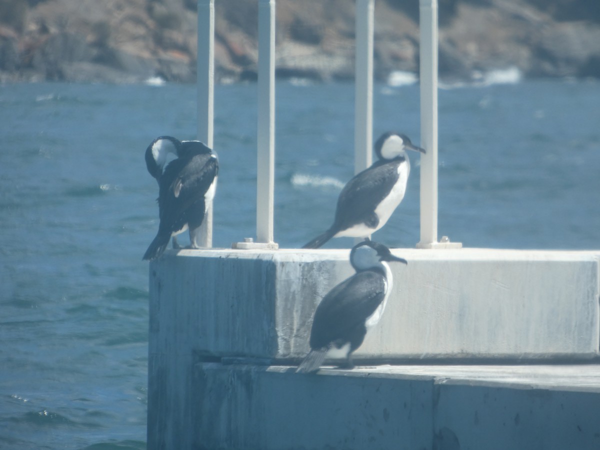 Black-faced Cormorant - ML646682283