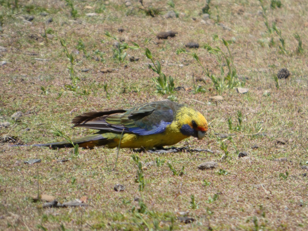 Green Rosella - ML646682285