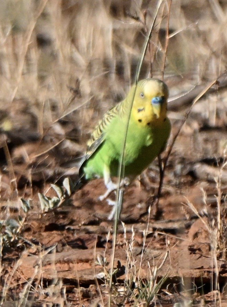 虎皮鸚鵡 - ML646682286