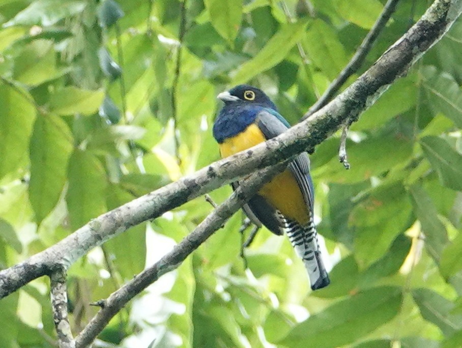 Mor Trogon - ML646682287
