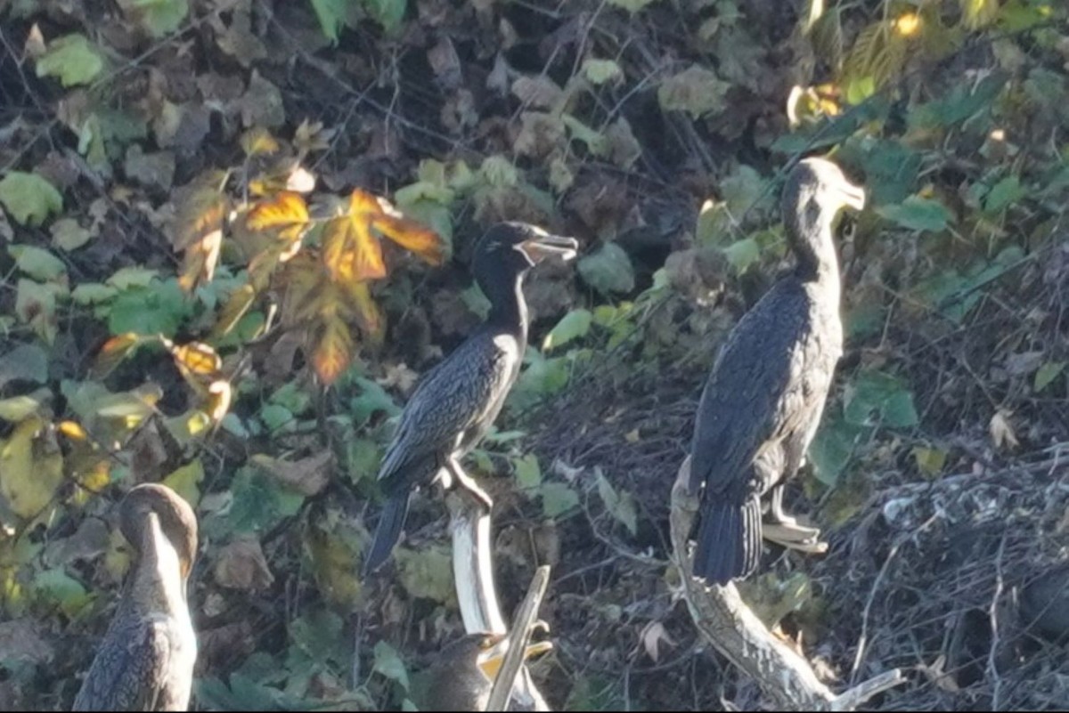 Cormorán Biguá - ML646682288