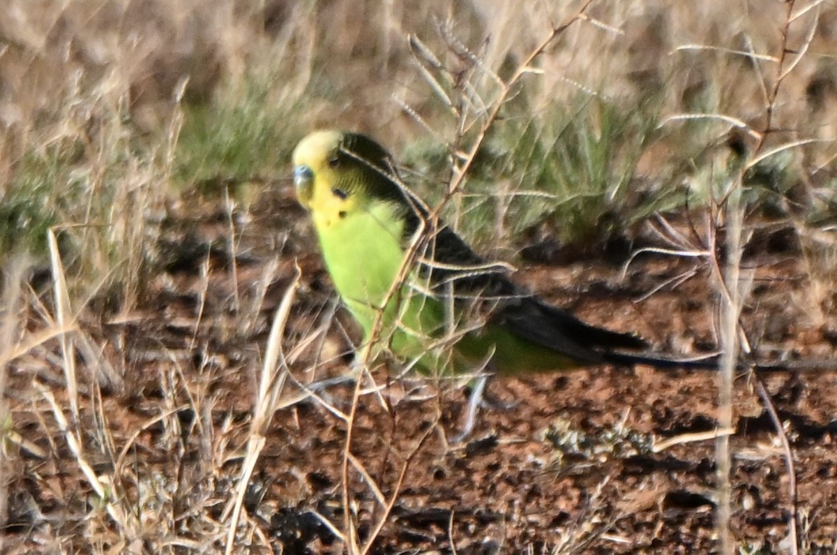 虎皮鸚鵡 - ML646682289