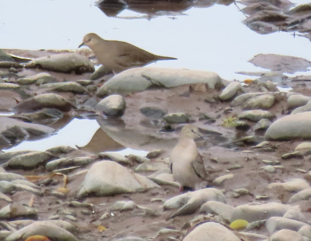 Picui Ground Dove - ML646682290