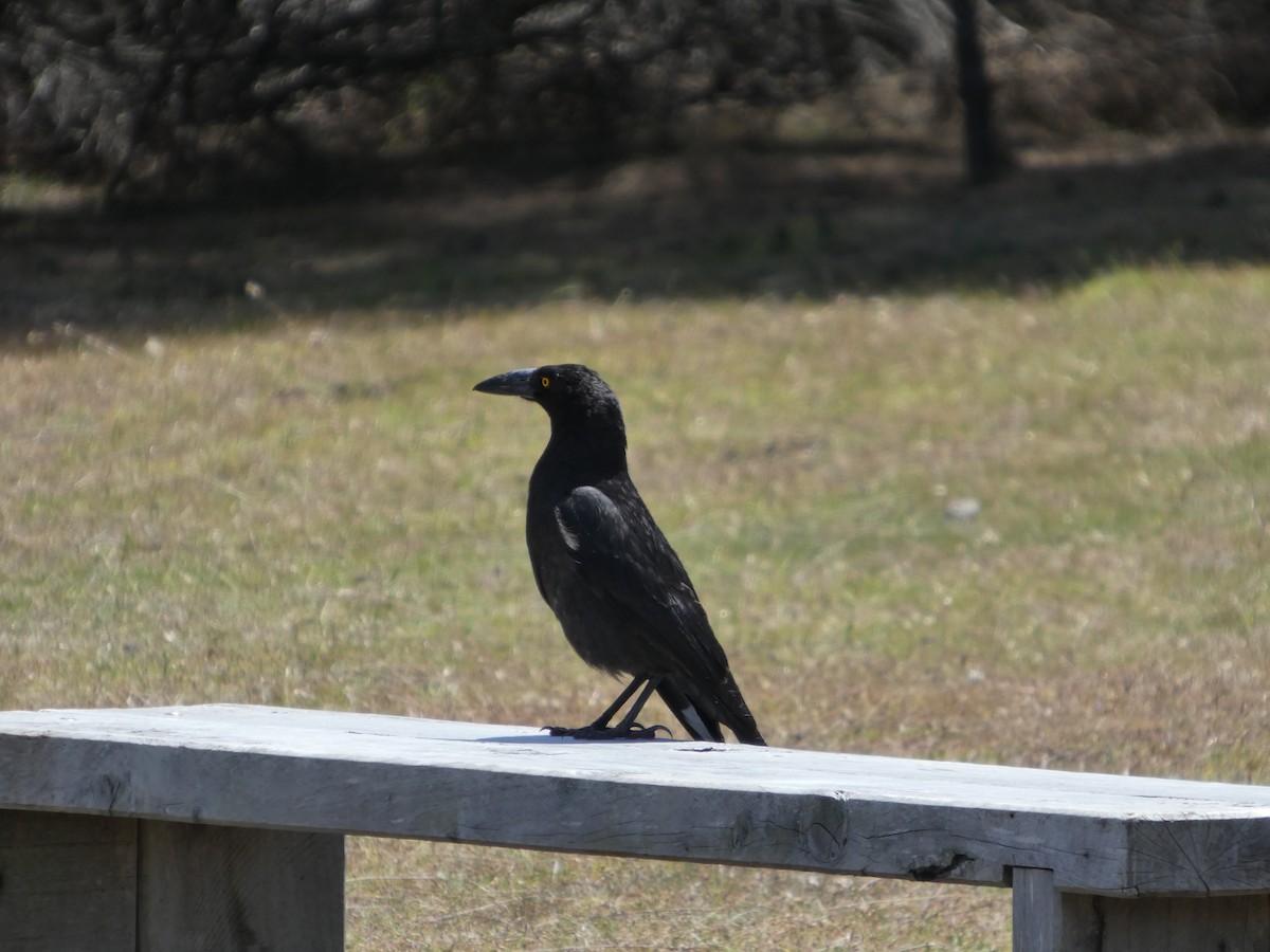 Black Currawong - ML646682291