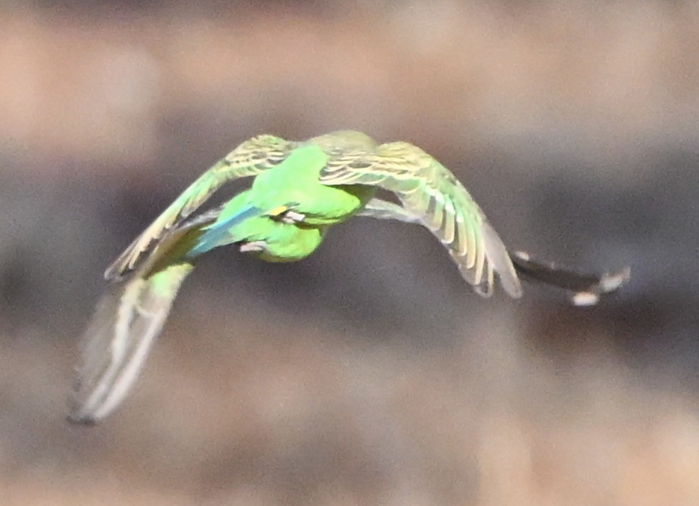 虎皮鸚鵡 - ML646682292