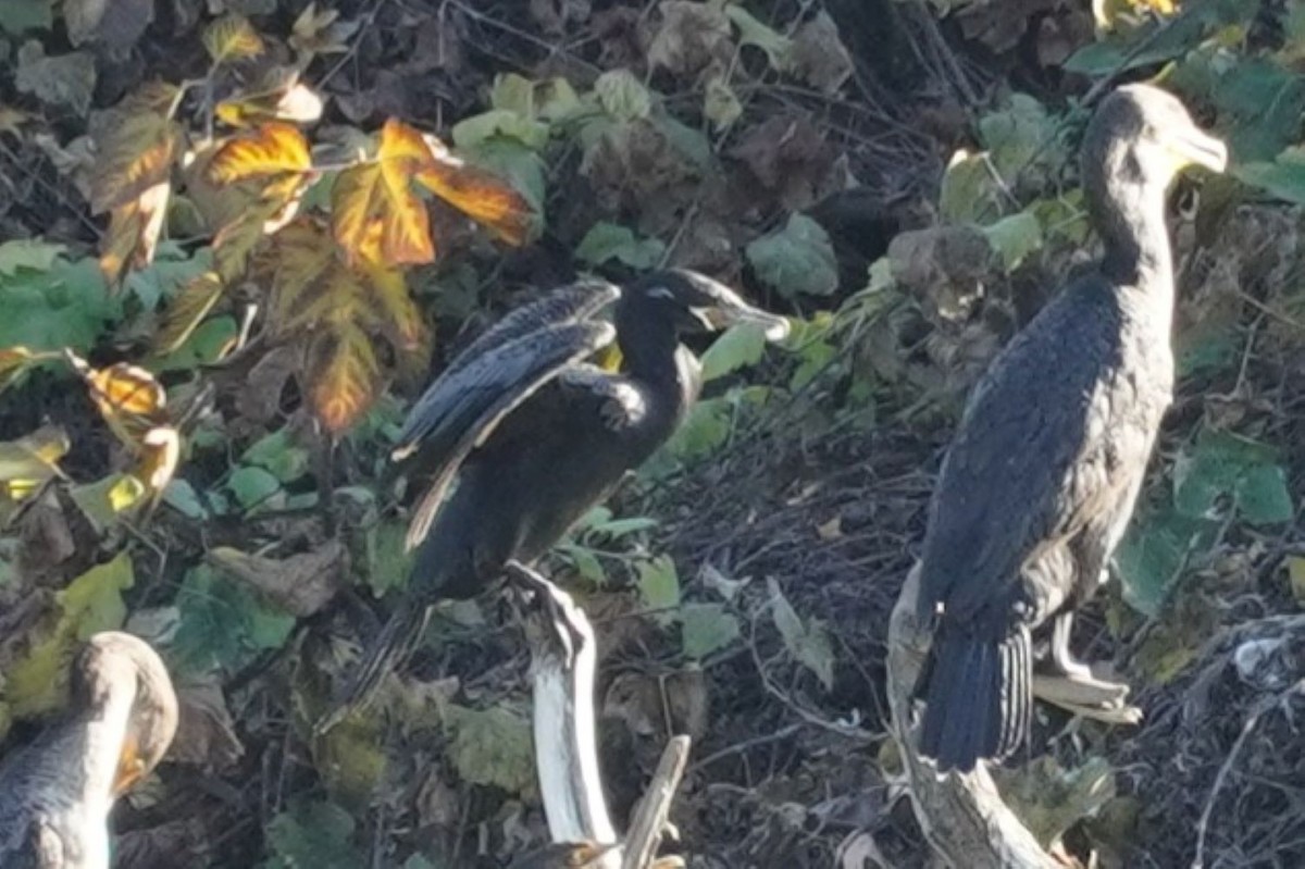 Cormorán Biguá - ML646682298