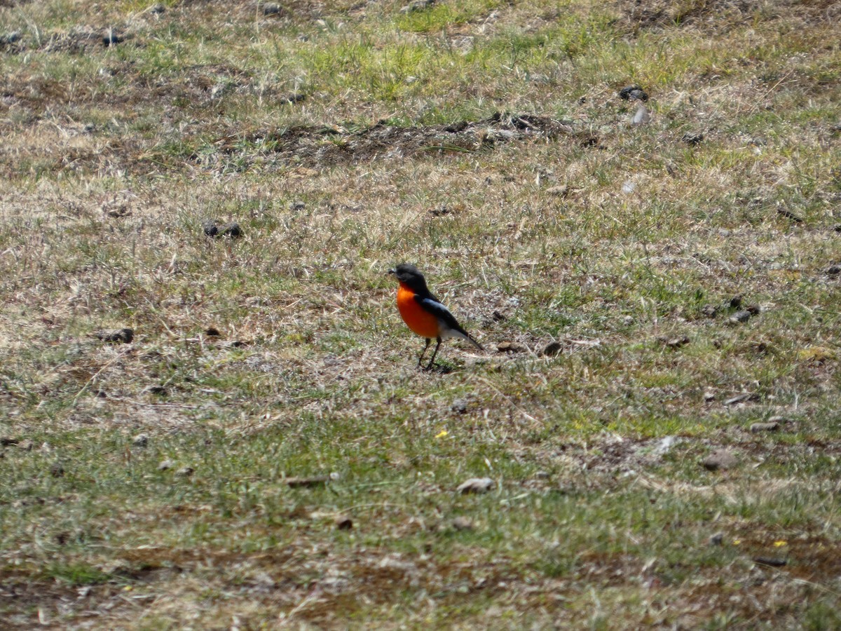 Flame Robin - ML646682300