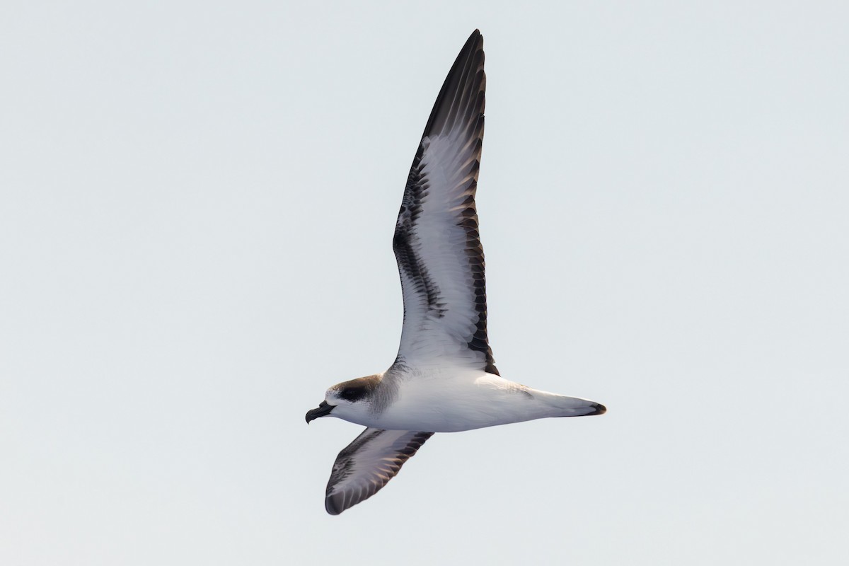 Petrel de Barau - ML646682302