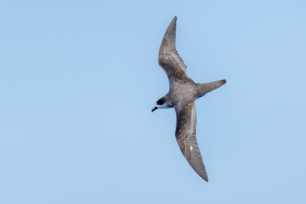Petrel de Barau - ML646682303