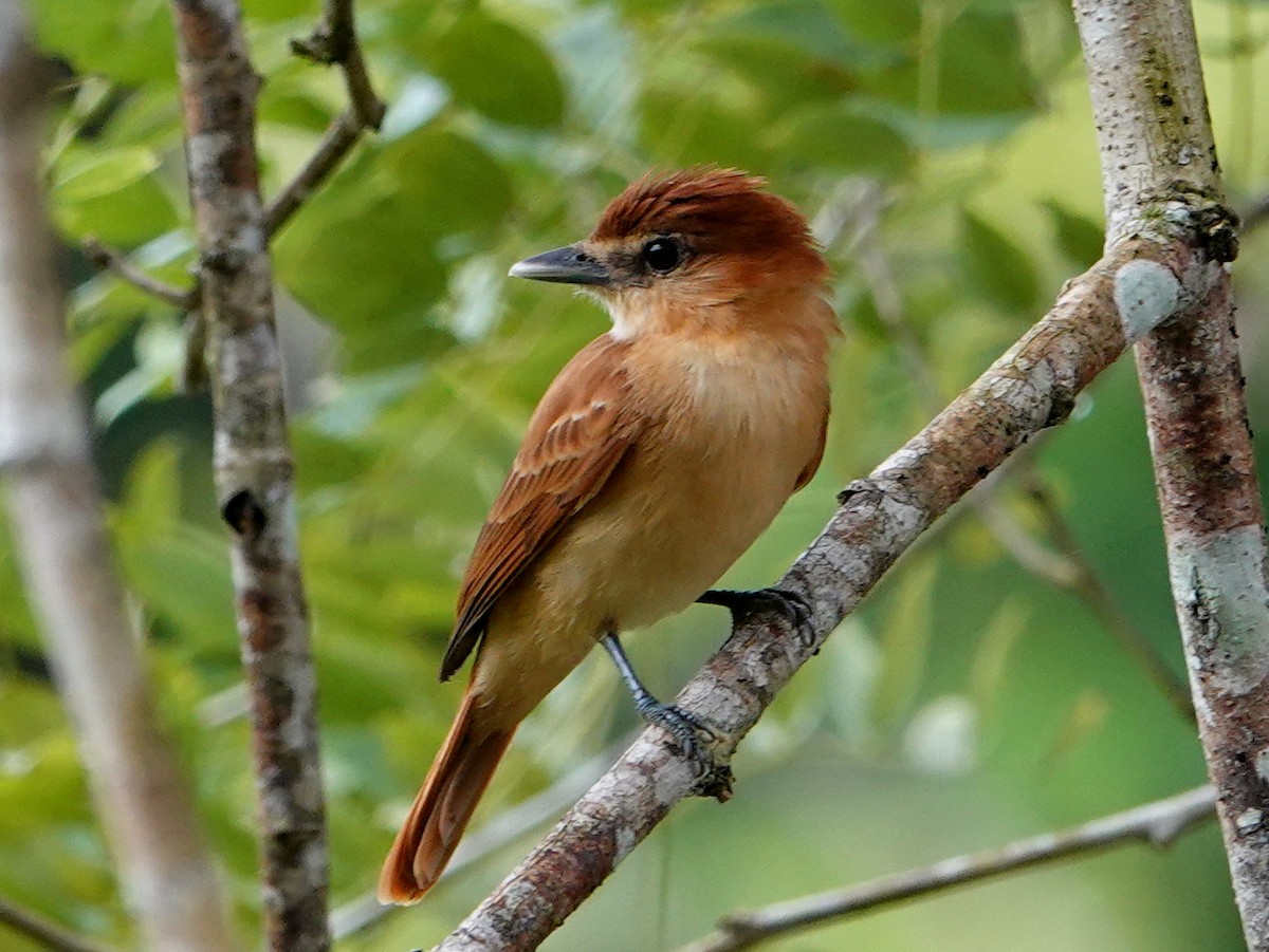 Cinnamon Becard - ML646682307