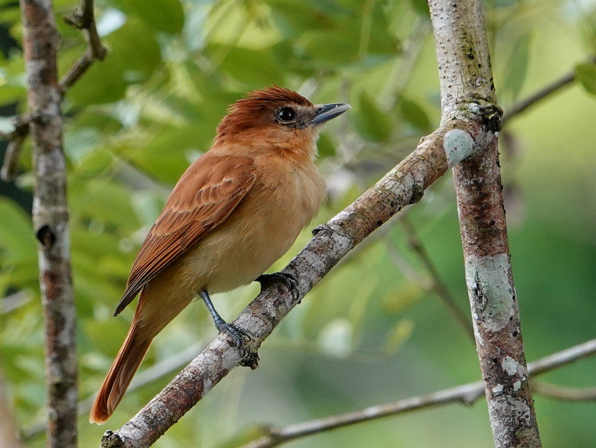 Cinnamon Becard - ML646682308