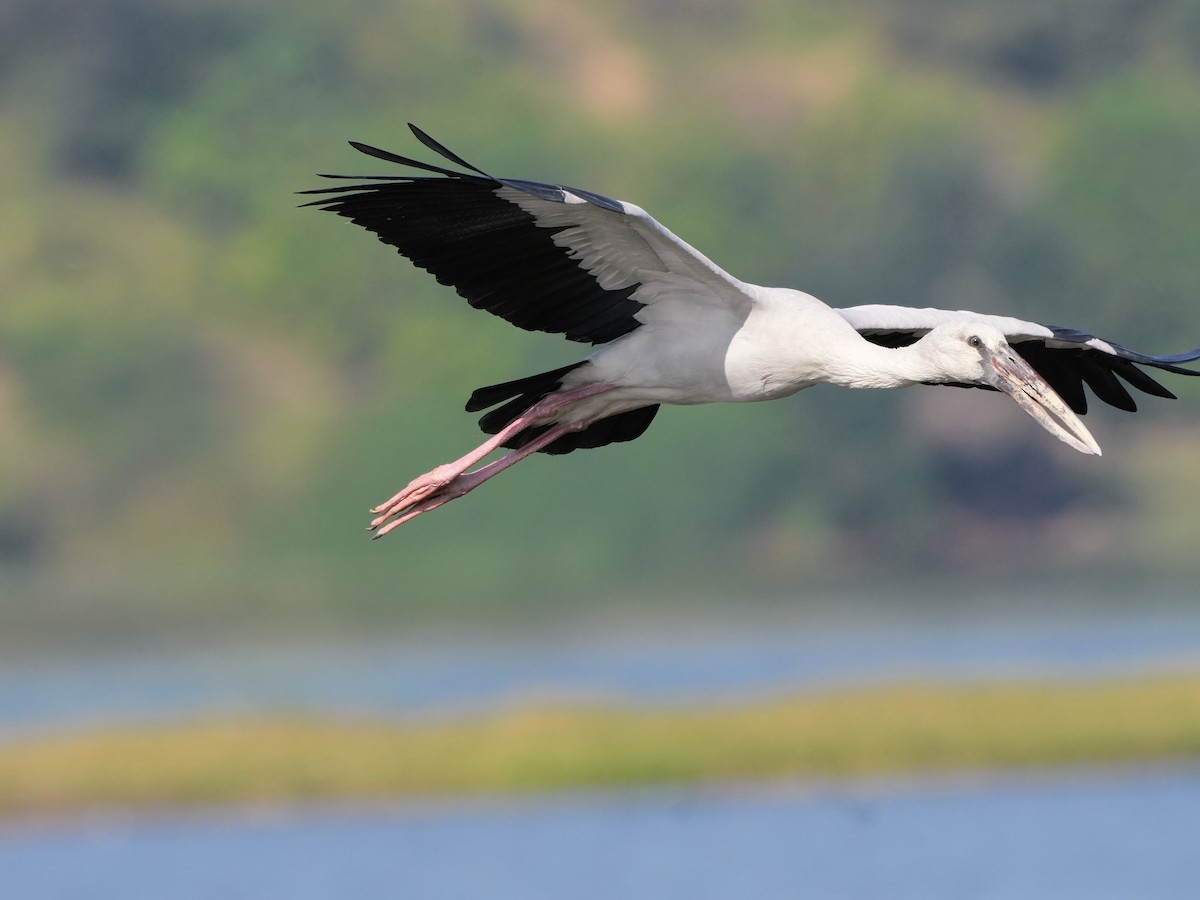 Bec-ouvert indien - ML646682325