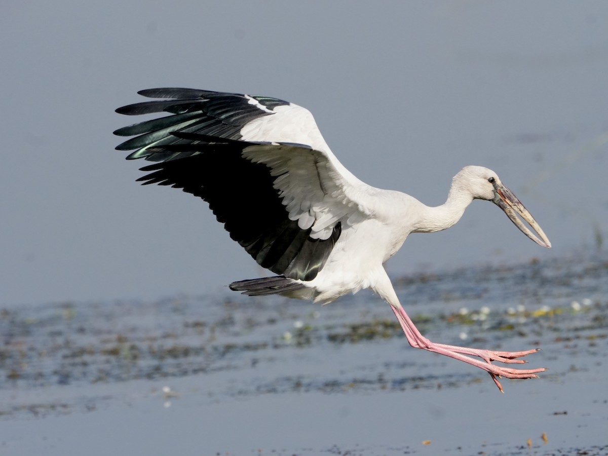 Bec-ouvert indien - ML646682326