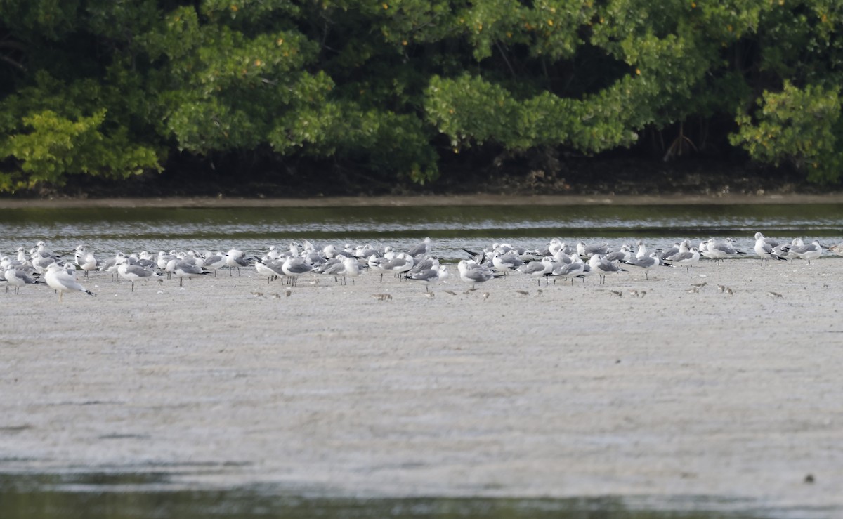 Antxeta mokogorri amerikarra - ML646682328