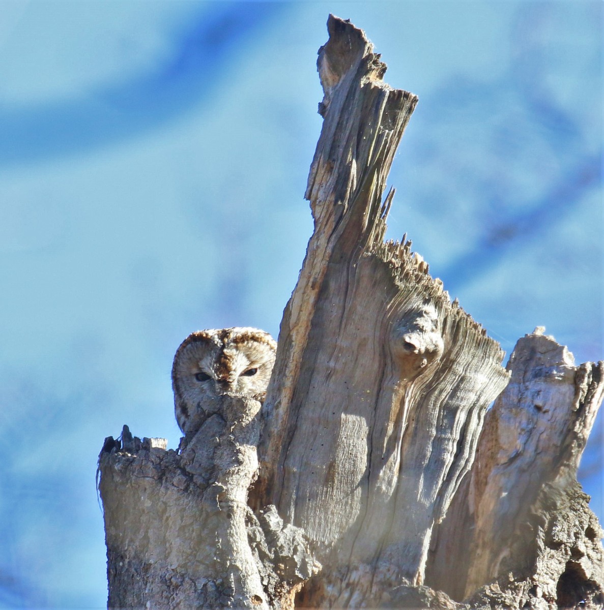 Chouette hulotte - ML646682330