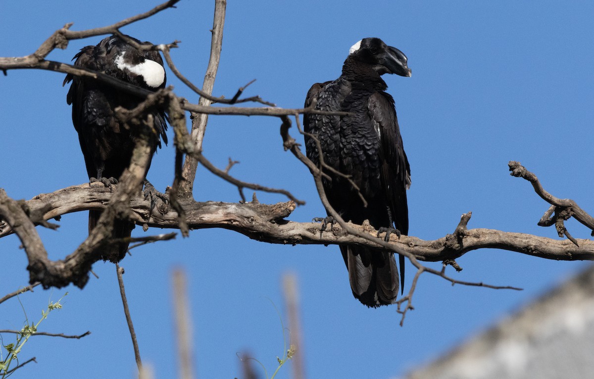 Kalın Gagalı Kuzgun - ML646682331