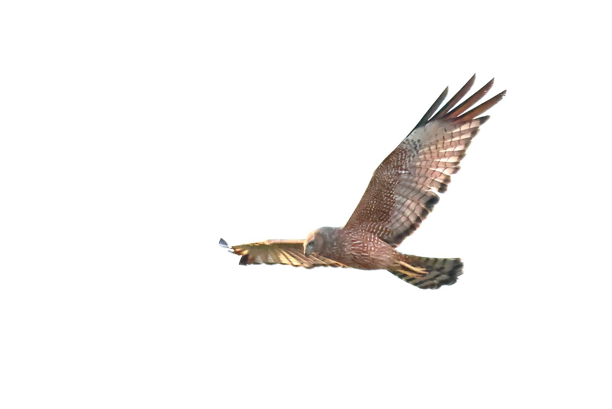 ウスユキチュウヒ - ML646682332