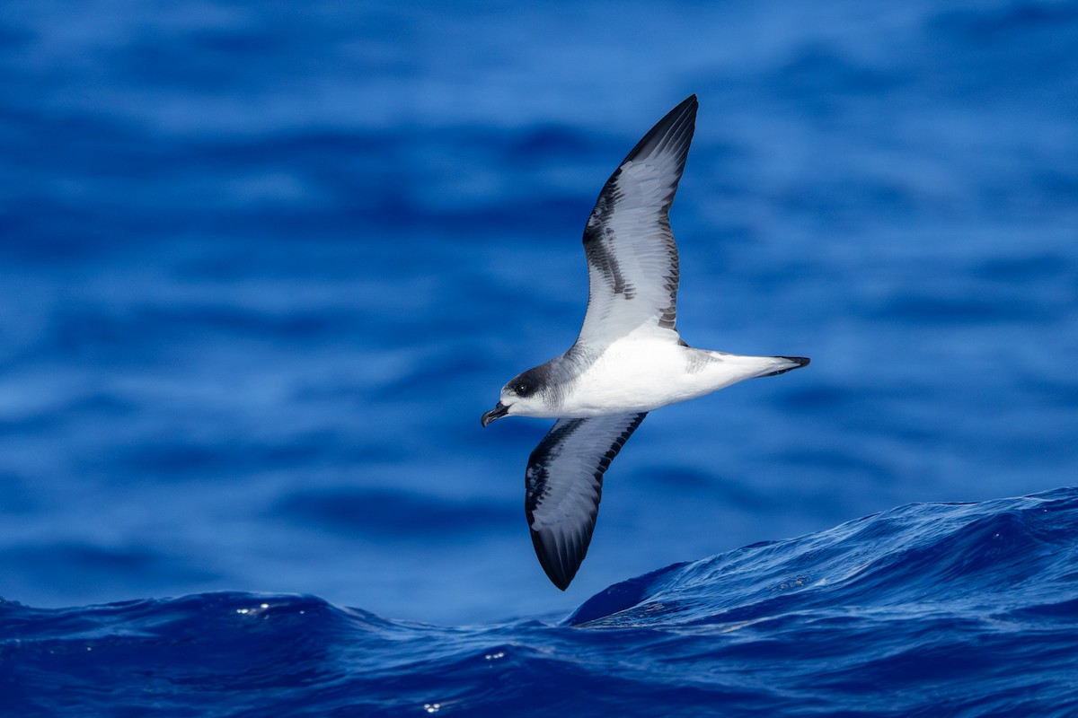 Petrel de Barau - ML646682333