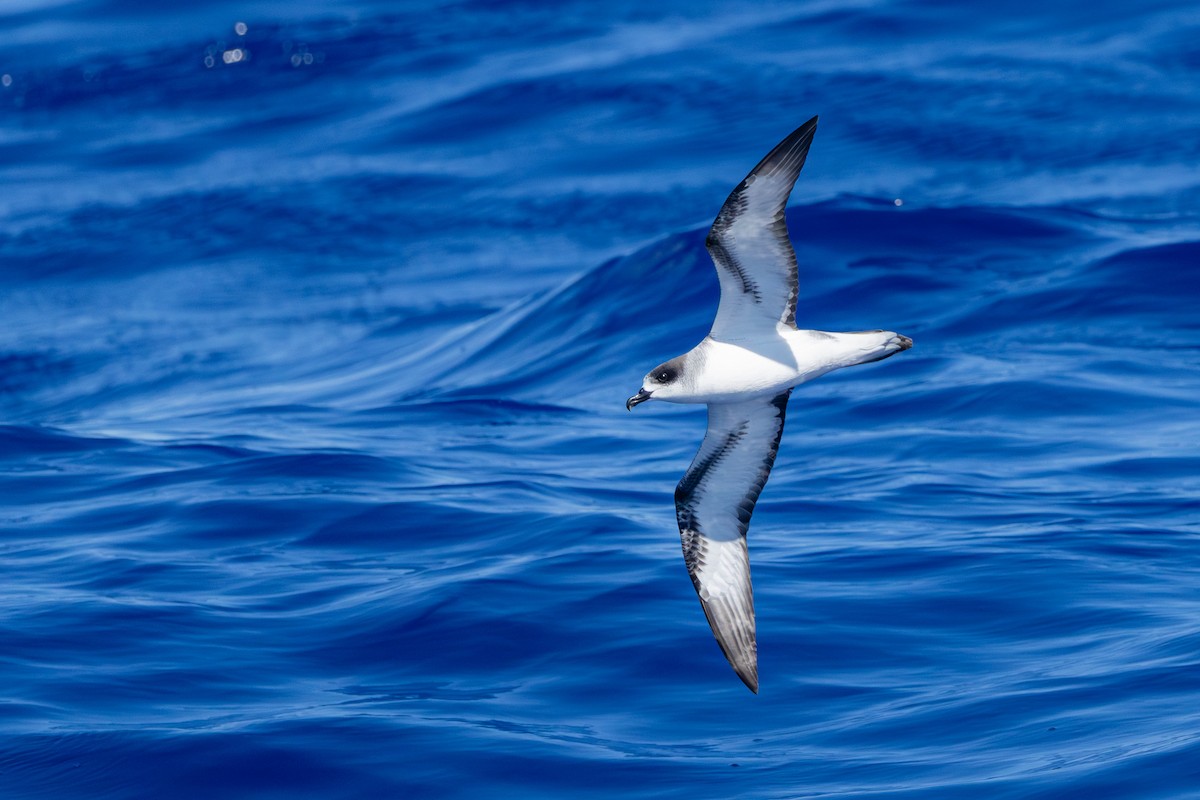 Petrel de Barau - ML646682334