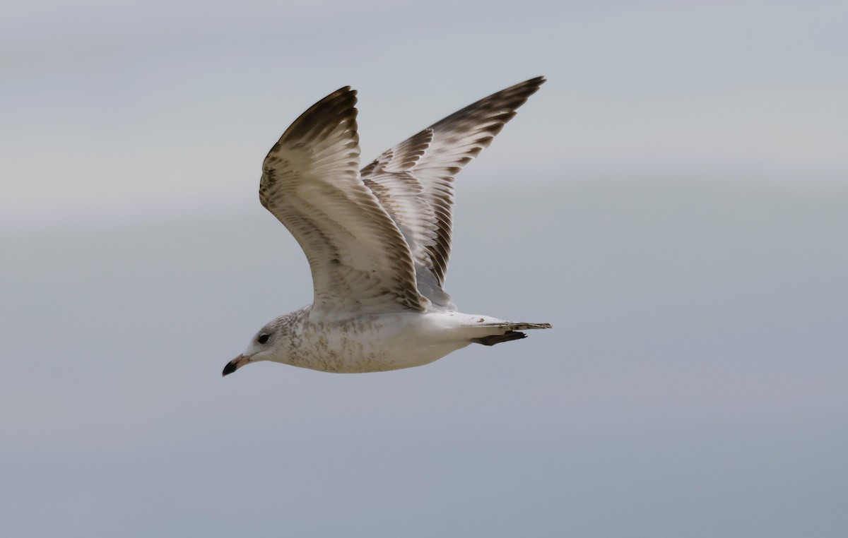 Delawareko kaioa - ML646682335