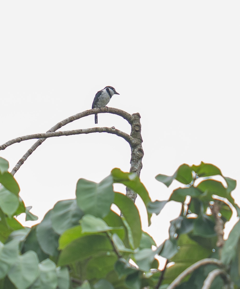 Tamatia pie - ML646682340