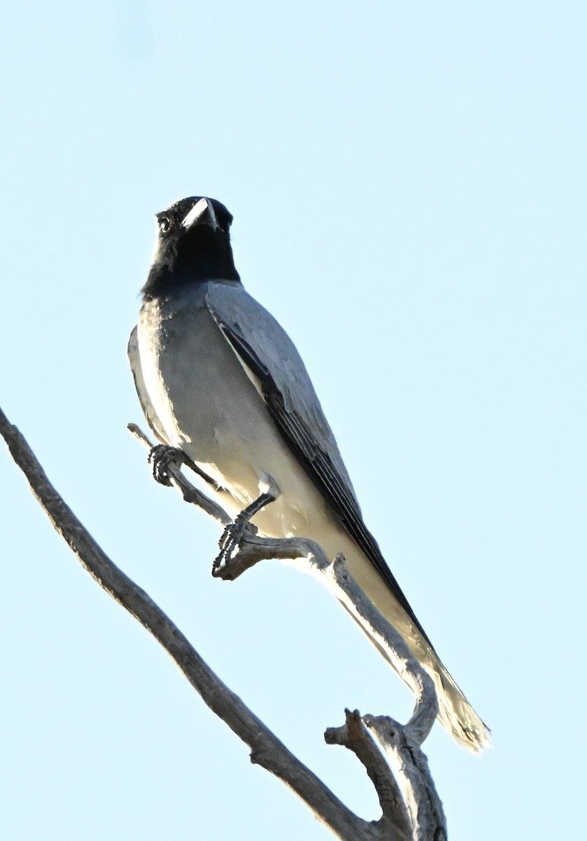 Échenilleur à masque noir - ML646682341