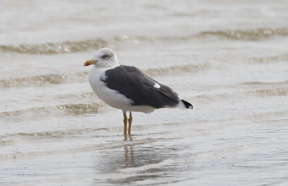 Goéland brun - ML646682342