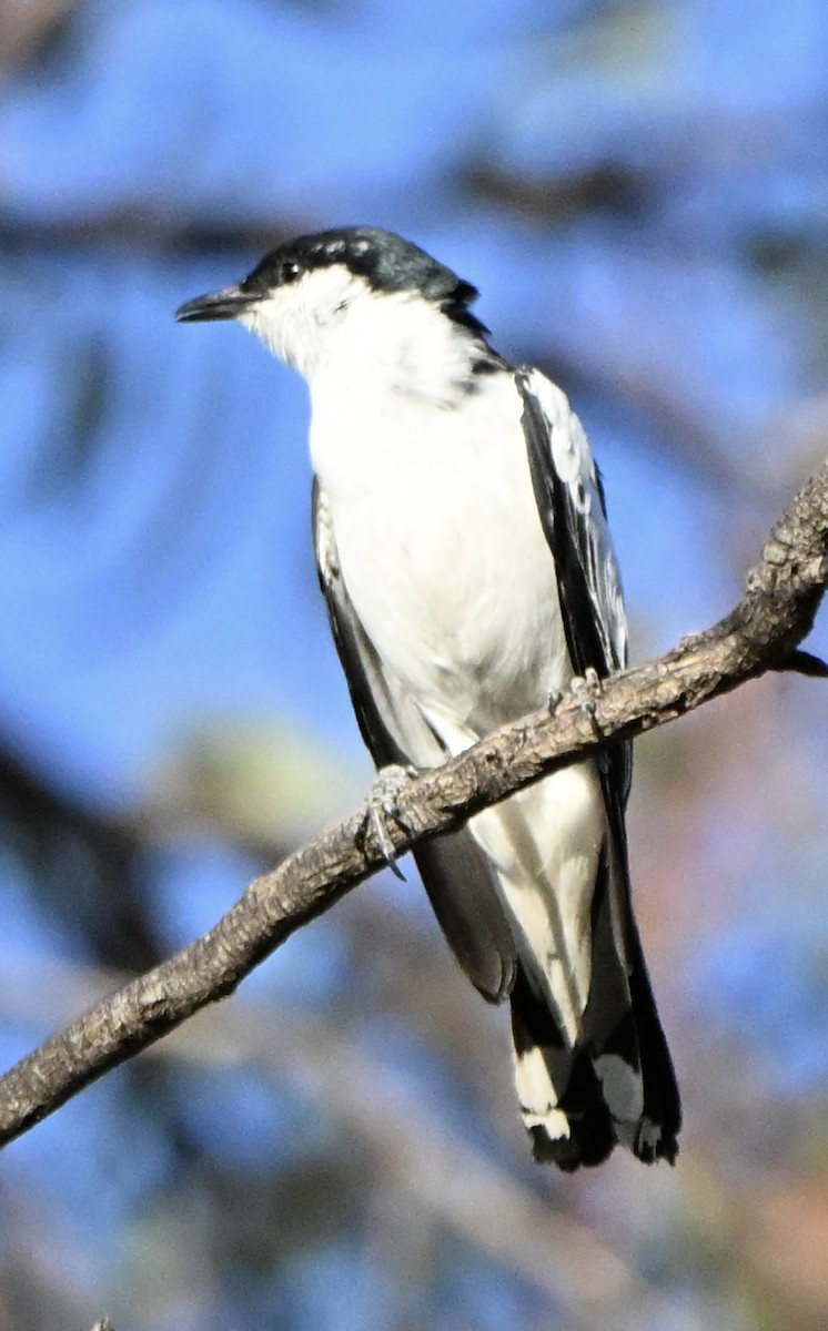 Échenilleur tricolore - ML646682343