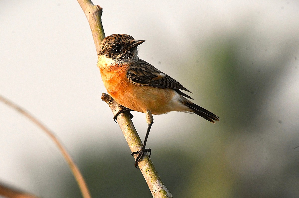 Tarier de Sibérie - ML646682345