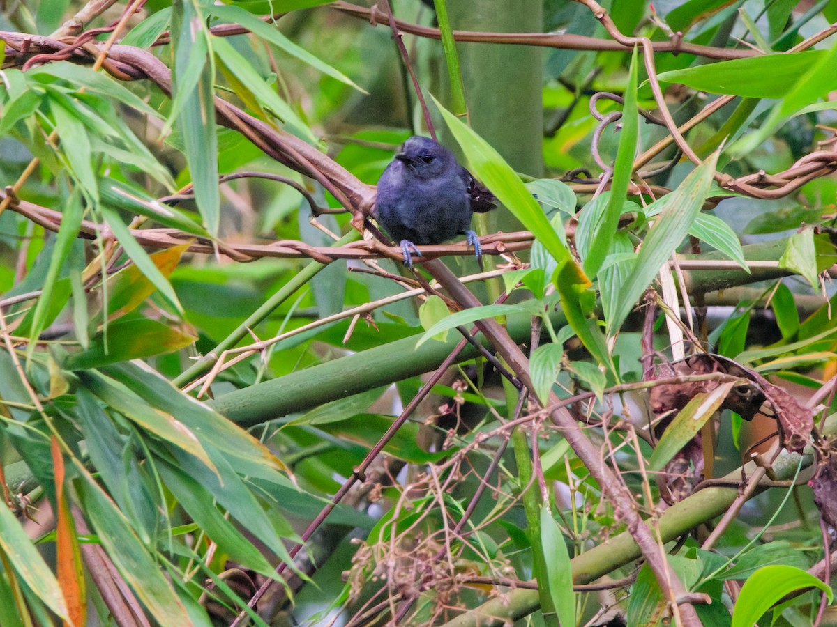 Batara à ailes unies - ML646682346