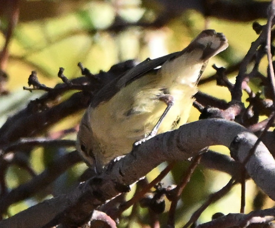 Acanthize à croupion jaune - ML646682347
