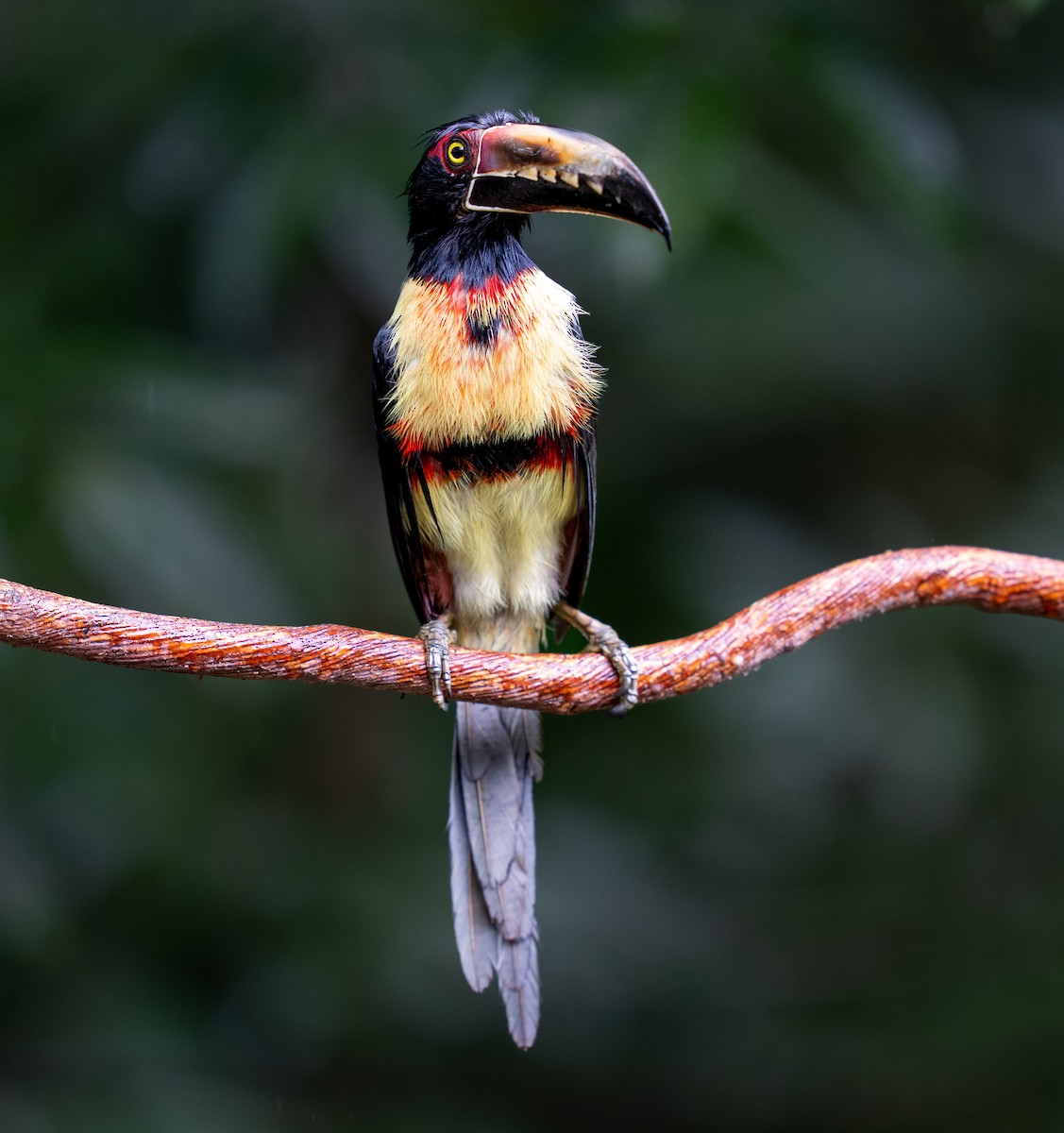 Araçari à collier - ML646682348