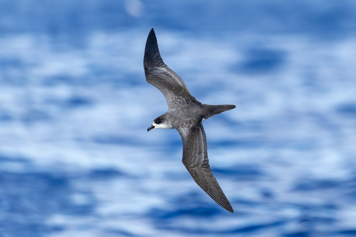 Pétrel de Barau - ML646682350